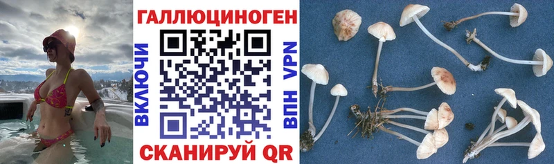 Галлюциногенные грибы Psilocybe  Лиски 